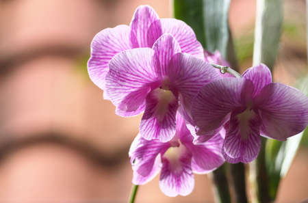 Abstract background of white and purple orchids, focus of beautiful  dendrobium, on blurred natural background.の写真素材