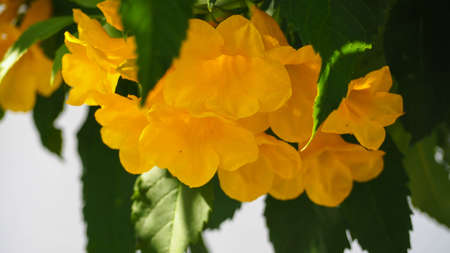 Close-up Yellow Flowers, Tecoma stans Yellow Bell, Ornamental Africa, on blurred white background, abstract.の写真素材