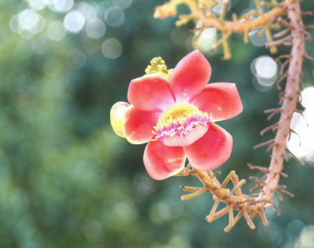 Beautiful close-up of Cannonball flowers, Couroupita guianensis, on blurred natural bokeh background, abstract.の写真素材
