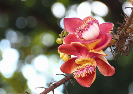 Beautiful close-up of Cannonball flowers, Couroupita guianensis, on blurred natural bokeh background, abstract.の写真素材
