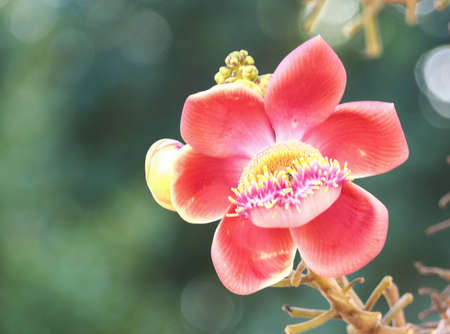 Beautiful close-up of Cannonball flowers, Couroupita guianensis, on blurred natural bokeh background, abstract.の写真素材