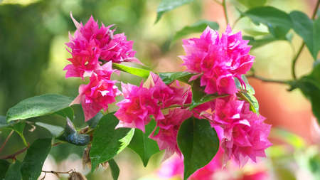 Beautiful red bougainvillea flowers, colorful petals in the morning in the garden, Green Leaf Blur Background.の写真素材