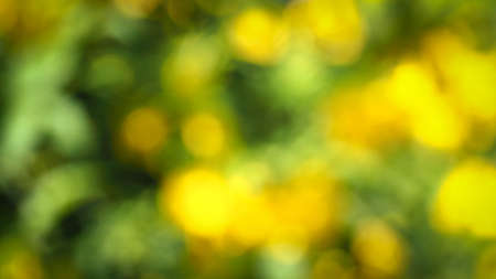 abstract leafs background of green texture, with bokeh and space for text.の写真素材
