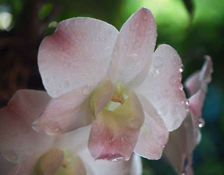 Abstract background of white and pink orchids, focus of beautiful dendrobium, on blurred natural background.の写真素材
