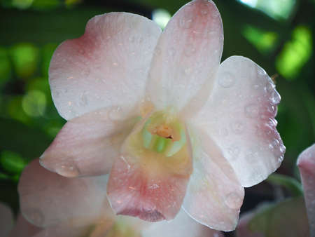 Abstract background of white and pink orchids, focus of beautiful dendrobium, on blurred natural background.の写真素材