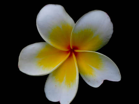 close up Beautiful Plumeria Flower, Frangipani, on Isolated blurred natural background.の写真素材