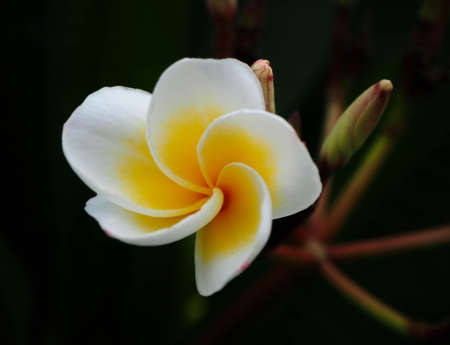 close up Beautiful Plumeria Flower, Frangipani, on Isolated blurred natural background.の写真素材