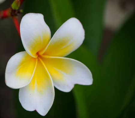 close up Beautiful Plumeria Flower, Frangipani, on Isolated blurred natural background.の写真素材