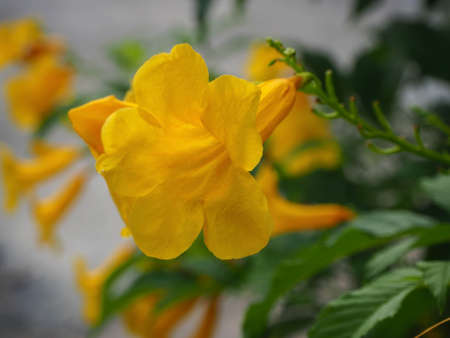 Close-up Yellow Flowers, Tecoma stans Yellow Bell, Ornamental Africa, medicinal herbs, sky backgrounds in Thailand.の写真素材