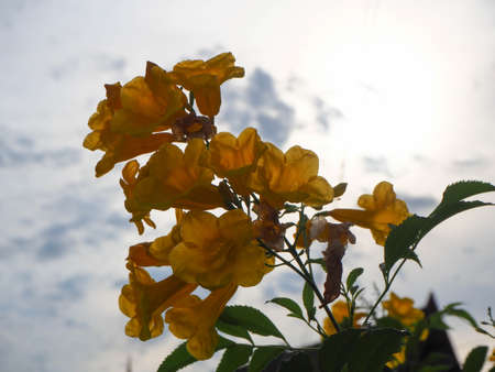Close-up Yellow Flowers, Tecoma stans Yellow Bell, Ornamental Africa, medicinal herbs, sky backgrounds in Thailand.の写真素材