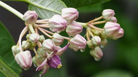 close-up purple crown flowers, calotropis gigantea, with water droplets, on green leaves background.の写真素材