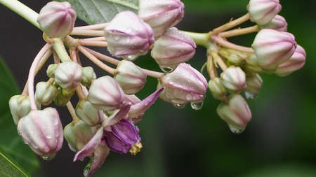 close-up purple crown flowers, calotropis gigantea, with water droplets, on green leaves background.の写真素材