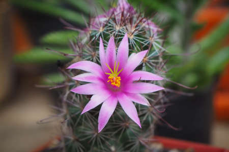 Small green tree with cute purple flowers (cactus) on blurred background.の写真素材
