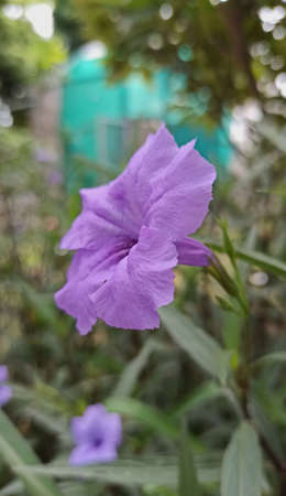 Close up of a flower purple blurred green leaf background, (Ruellia tuberosa Waterkanon), Macro Flowers.の写真素材