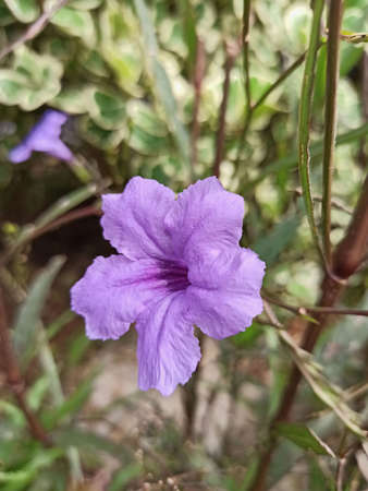 Close up of a flower purple blurred green leaf background, (Ruellia tuberosa Waterkanon), Macro Flowers.の写真素材