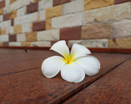 Close-up Yellow Flowers, Tecoma stans Yellow Bell, Ornamental Africa, natural blurred backgrounds in Thailand.の写真素材