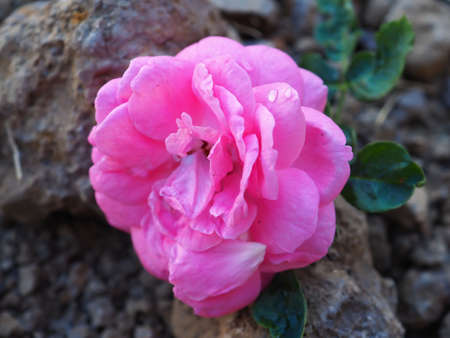 Beautiful red roses flower, on blue sky background. use as happy velantimes day.の写真素材