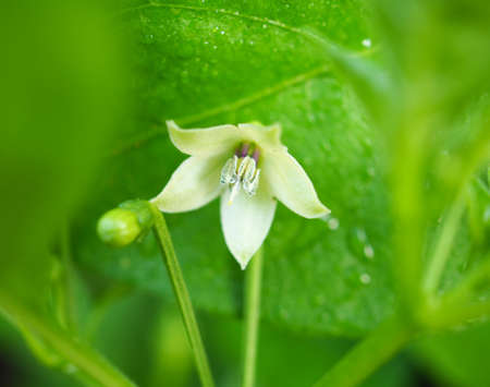 beautiful white flowers Blooming Capsicum frutescens Linn in soft blurred style, with green leaves blur background, macro.の写真素材
