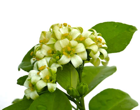 Murraya paniculata white flower isolated on blurred background, beauty Orange jessamine with copy...