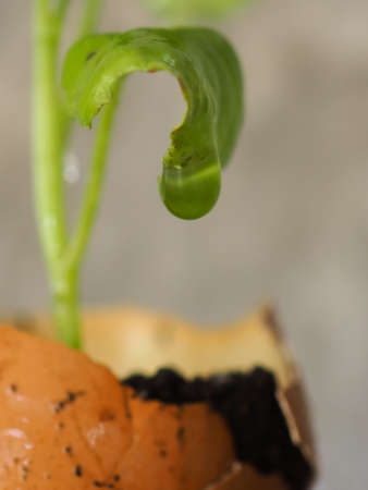 leafe green vegetable with water drop, blurred wall cement background, focus water drop, macro.の写真素材