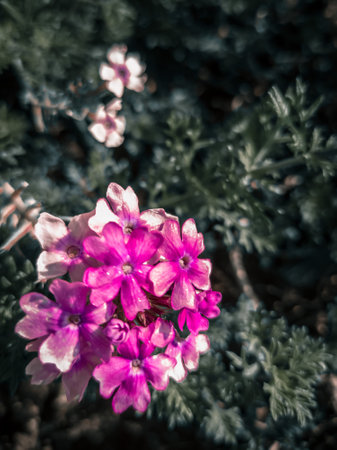 close up beautiful purple flowers in the garden. Selective focus nature. vintage blurred background for appicationの写真素材