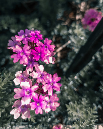 close up beautiful purple flowers in the garden. Selective focus nature. vintage blurred background for appicationの写真素材