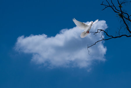 white bird flying in the blue sky with white cloud and tree branch Used for textured backgrounds.の写真素材