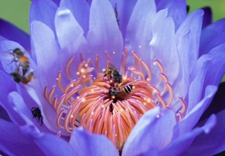 close up Purple lotus flowers blooming in the pond with nature background with soft light of the sun. picture looking happy.の写真素材