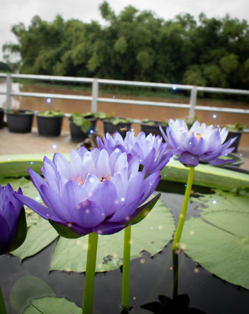 close up Purple lotus flowers blooming in the pond with nature background with soft light of the sun. picture looking happy.の写真素材