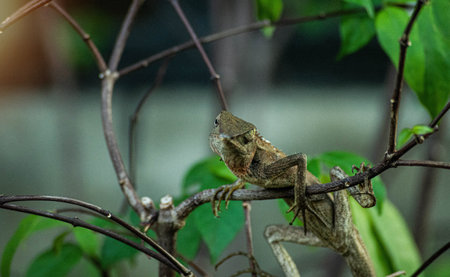 close up chameleon sits on a branch in the rainforest. chameleon attached to a tree trunk. natural background.の写真素材