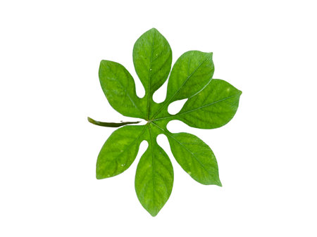 Green leaf isolated on white background with clipping path. Top view.