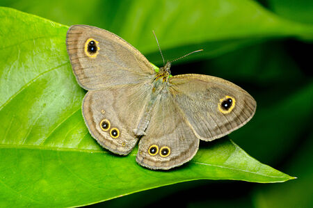 Butterfly feeding on green leaf