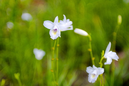 Small orchidの写真素材