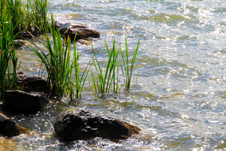 Aquatic plants in a small lake in Ontarioの写真素材