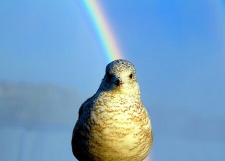A seagull and a rainbow behind
