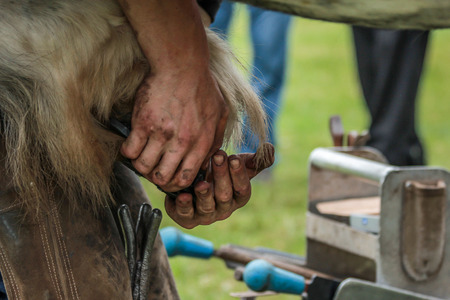 horses hoof being shoed by farrier/blacksmith