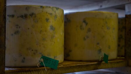 Cheese wheels being stored in a cheese cathedral over a very long period of time, once the cheese has moulded over a period of time it is then ready to be shippedの写真素材