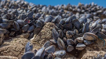 small sea muscles growing on rocks close to the oceanの写真素材