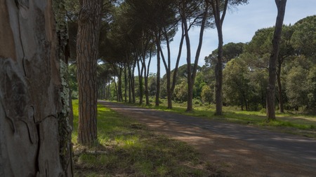 Dirt road and avenue in tuscany, italy, during the late summerの写真素材