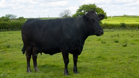 A single black cow standing in a fieldの写真素材