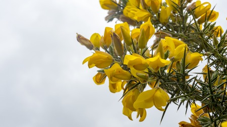The yellow flower of a Gorse Bush in Englandの写真素材