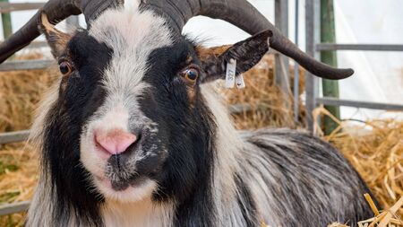 black and white Pygmy Goat chewing hey