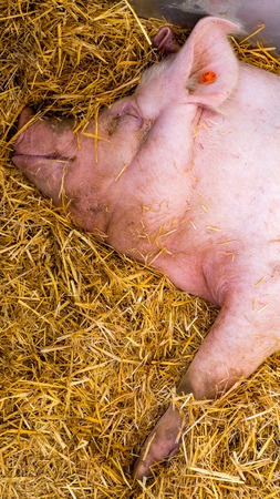 Very large pig on hay and straw at pig showの写真素材
