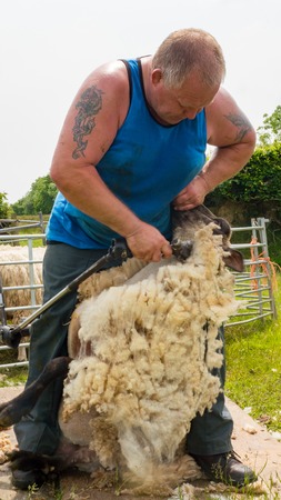 sheep shearing being carried out by a local farmer in a fieldの写真素材