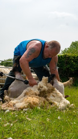 sheep shearing being carried out by a local farmer in a fieldの写真素材