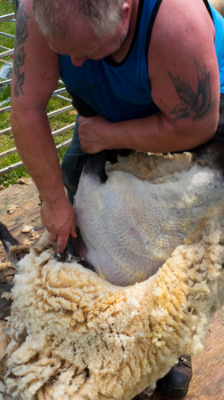 sheep shearing ujyujyu ujyujy gththt tytht ththtの写真素材
