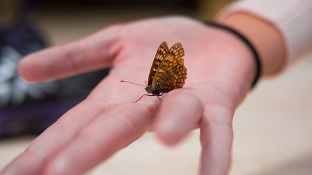 Close up of a butterfly sitting on a womans handの写真素材