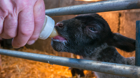Hand feeding baby lambsの写真素材