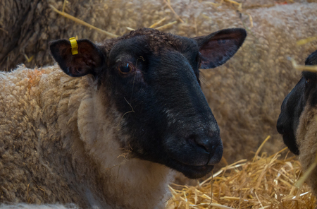 Ewe standing in straw inside a barnの写真素材