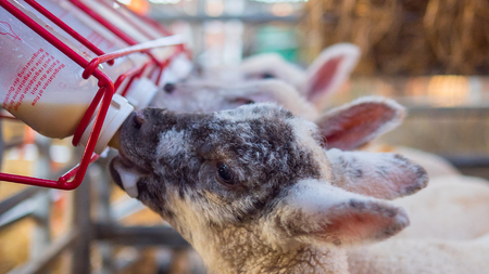 baby lambs who lost their mothers being bottle fedの写真素材